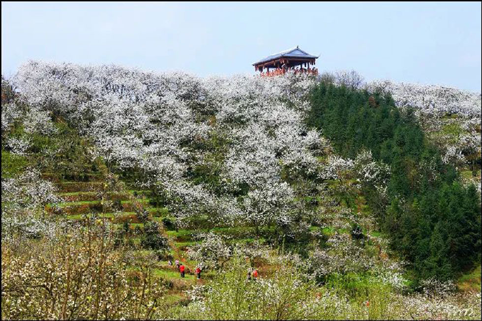 【春天，广西桂林灌阳县向您发出邀请！】我们在灌阳看梨花 - 游山玩水 - 红河生活社区 - 红河28生活网 honghe.28life.net