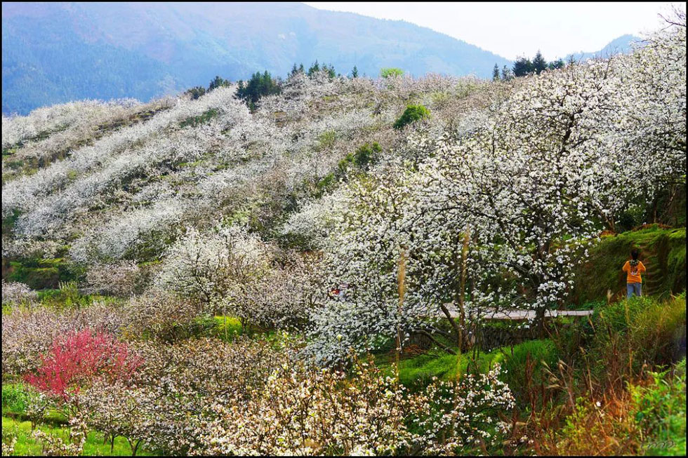【春天，广西桂林灌阳县向您发出邀请！】我们在灌阳看梨花 - 游山玩水 - 红河生活社区 - 红河28生活网 honghe.28life.net