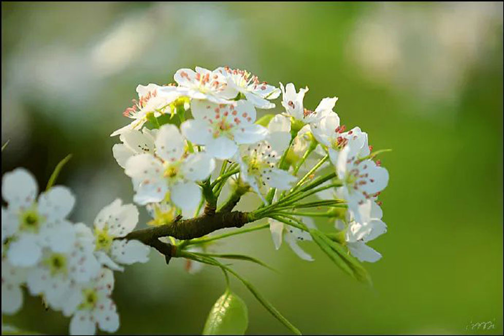 【春天，广西桂林灌阳县向您发出邀请！】我们在灌阳看梨花 - 游山玩水 - 红河生活社区 - 红河28生活网 honghe.28life.net