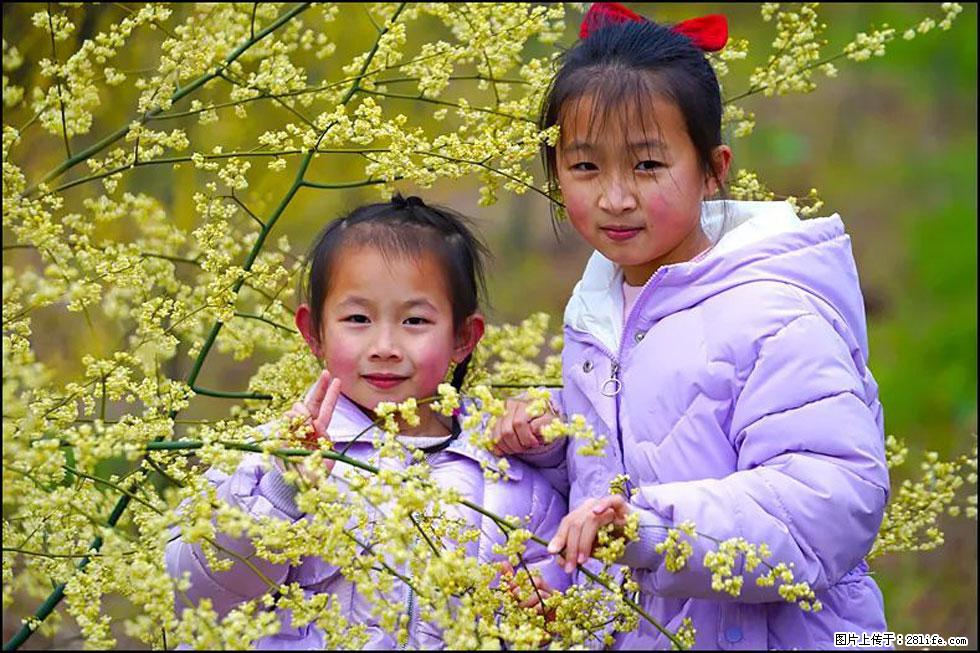 【春天，广西桂林灌阳县向您发出邀请！】米珠山前有片山苍子花在飘香 - 游山玩水 - 红河生活社区 - 红河28生活网 honghe.28life.net