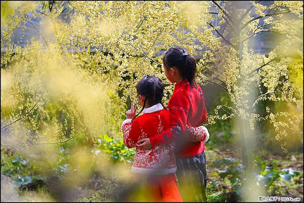【春天，广西桂林灌阳县向您发出邀请！】米珠山前有片山苍子花在飘香 - 游山玩水 - 红河生活社区 - 红河28生活网 honghe.28life.net