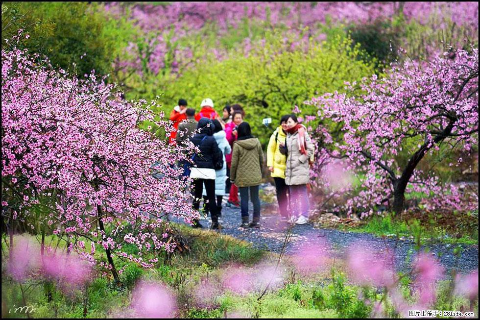 【春天，广西桂林灌阳县向您发出邀请！】官庄村有个醉美的桃花园 - 游山玩水 - 红河生活社区 - 红河28生活网 honghe.28life.net