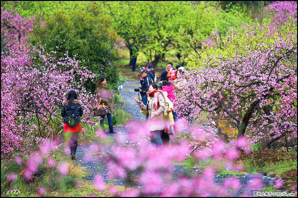 【春天，广西桂林灌阳县向您发出邀请！】官庄村有个醉美的桃花园 - 游山玩水 - 红河生活社区 - 红河28生活网 honghe.28life.net