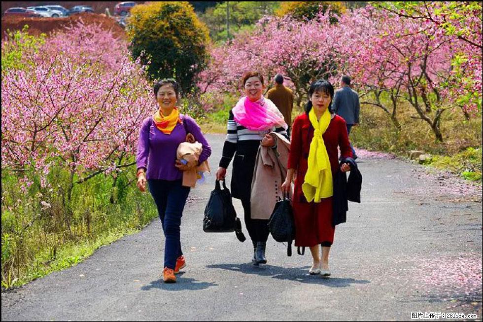 【春天，广西桂林灌阳县向您发出邀请！】官庄村有个醉美的桃花园 - 游山玩水 - 红河生活社区 - 红河28生活网 honghe.28life.net
