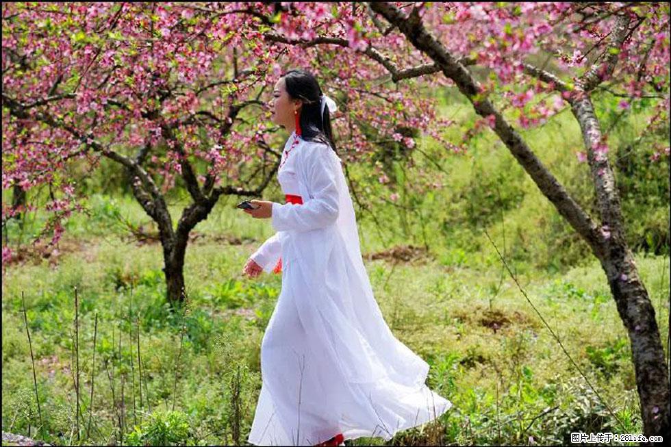 【春天，广西桂林灌阳县向您发出邀请！】官庄村有个醉美的桃花园 - 游山玩水 - 红河生活社区 - 红河28生活网 honghe.28life.net