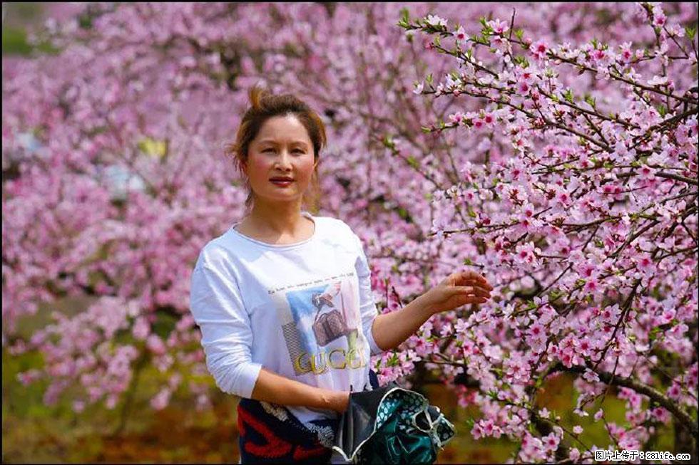 【春天，广西桂林灌阳县向您发出邀请！】官庄村有个醉美的桃花园 - 游山玩水 - 红河生活社区 - 红河28生活网 honghe.28life.net