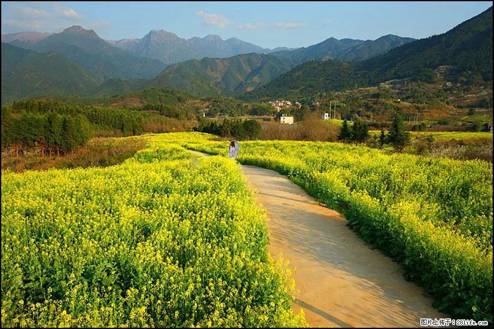 【春天，广西桂林灌阳县向您发出邀请！】长坪村油菜盛情花开 - 游山玩水 - 红河生活社区 - 红河28生活网 honghe.28life.net