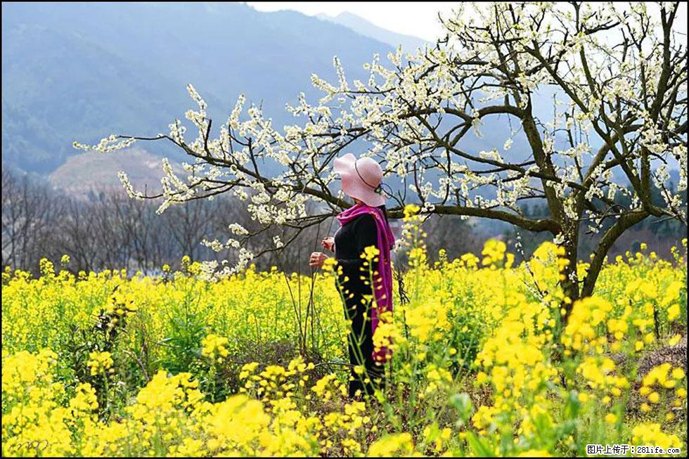 【春天，广西桂林灌阳县向您发出邀请！】长坪村油菜盛情花开 - 游山玩水 - 红河生活社区 - 红河28生活网 honghe.28life.net