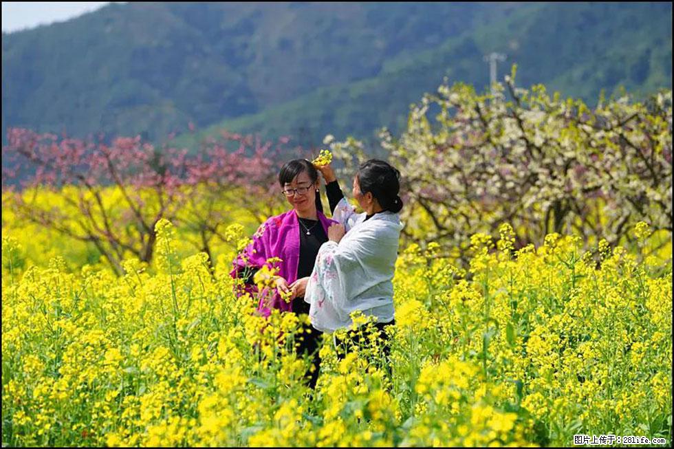 【春天，广西桂林灌阳县向您发出邀请！】长坪村油菜盛情花开 - 游山玩水 - 红河生活社区 - 红河28生活网 honghe.28life.net
