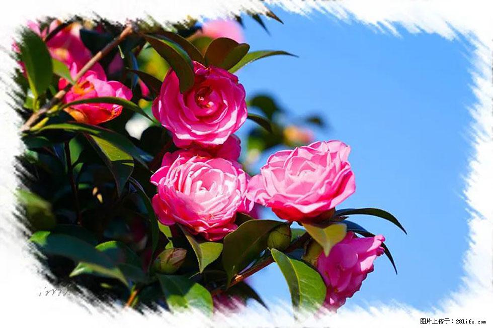 【春天，广西桂林灌阳县向您发出邀请！】杨柳井茶花惹人爱 - 游山玩水 - 红河生活社区 - 红河28生活网 honghe.28life.net