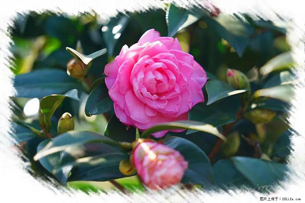 【春天，广西桂林灌阳县向您发出邀请！】杨柳井茶花惹人爱 - 游山玩水 - 红河生活社区 - 红河28生活网 honghe.28life.net
