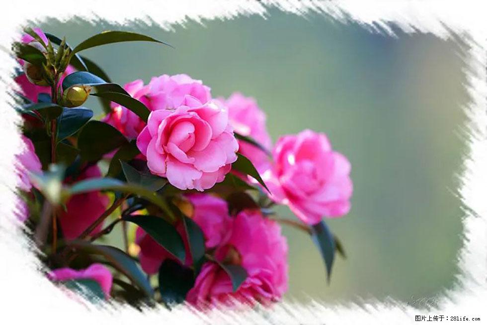 【春天，广西桂林灌阳县向您发出邀请！】杨柳井茶花惹人爱 - 游山玩水 - 红河生活社区 - 红河28生活网 honghe.28life.net