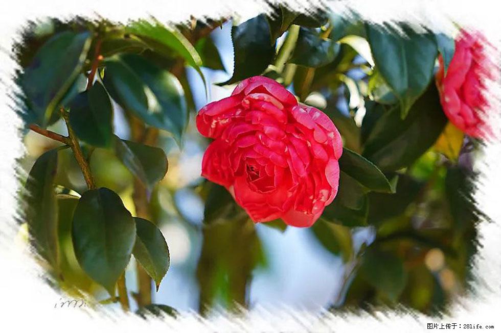 【春天，广西桂林灌阳县向您发出邀请！】杨柳井茶花惹人爱 - 游山玩水 - 红河生活社区 - 红河28生活网 honghe.28life.net