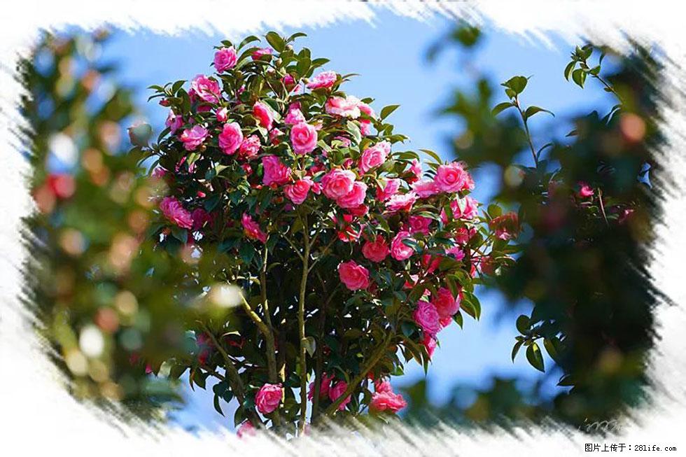 【春天，广西桂林灌阳县向您发出邀请！】杨柳井茶花惹人爱 - 游山玩水 - 红河生活社区 - 红河28生活网 honghe.28life.net