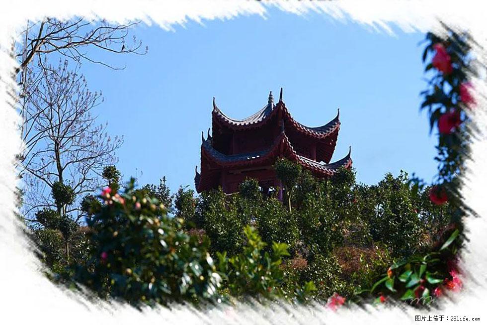 【春天，广西桂林灌阳县向您发出邀请！】杨柳井茶花惹人爱 - 游山玩水 - 红河生活社区 - 红河28生活网 honghe.28life.net