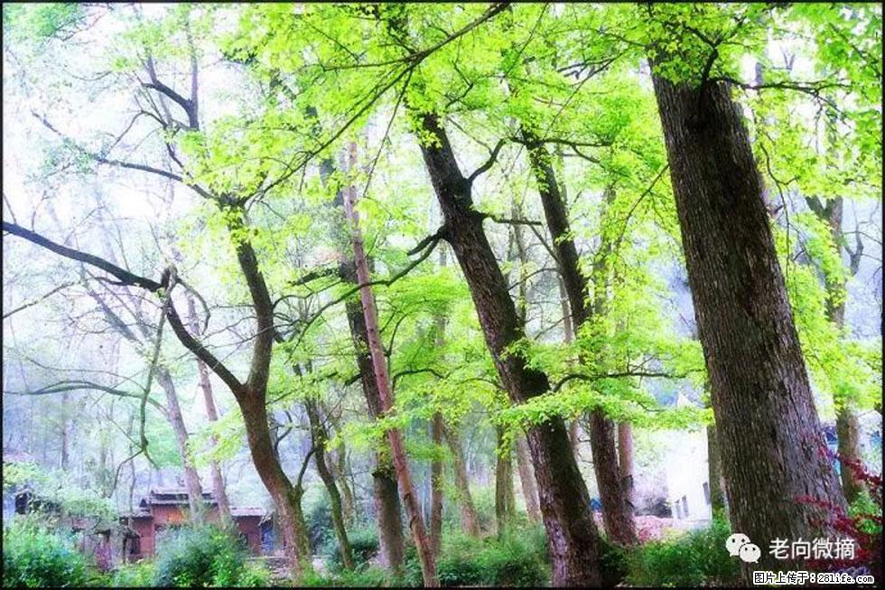 【春天，广西桂林灌阳县向您发出邀请！】在小龙村与春天约会 - 游山玩水 - 红河生活社区 - 红河28生活网 honghe.28life.net
