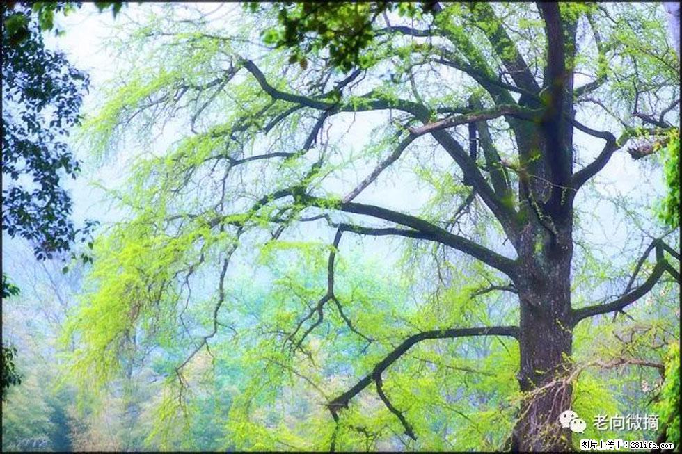 【春天，广西桂林灌阳县向您发出邀请！】在小龙村与春天约会 - 游山玩水 - 红河生活社区 - 红河28生活网 honghe.28life.net
