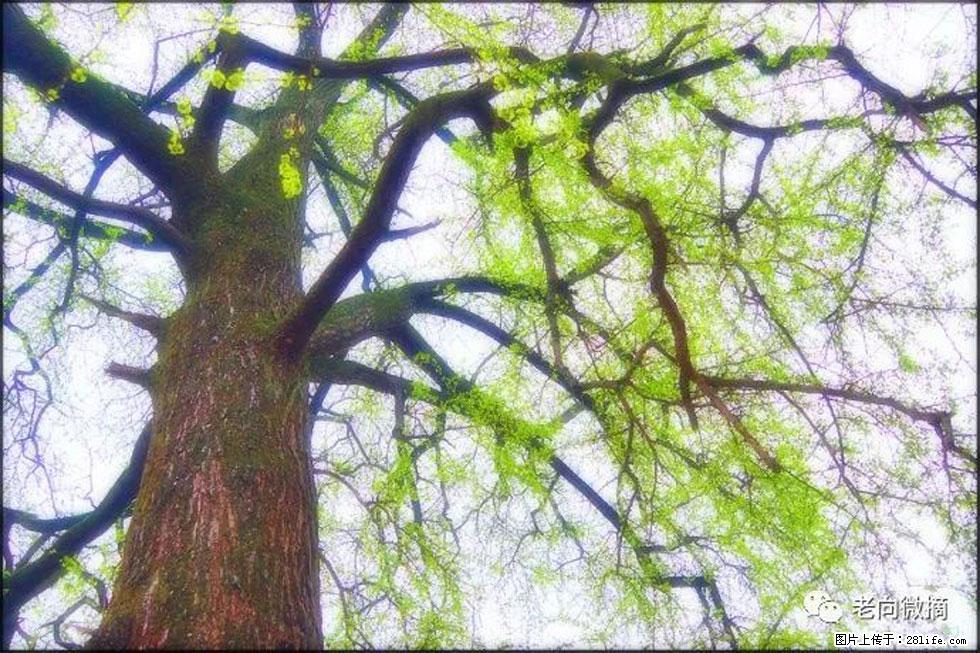 【春天，广西桂林灌阳县向您发出邀请！】在小龙村与春天约会 - 游山玩水 - 红河生活社区 - 红河28生活网 honghe.28life.net