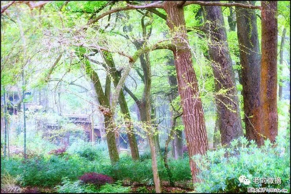 【春天，广西桂林灌阳县向您发出邀请！】在小龙村与春天约会 - 游山玩水 - 红河生活社区 - 红河28生活网 honghe.28life.net
