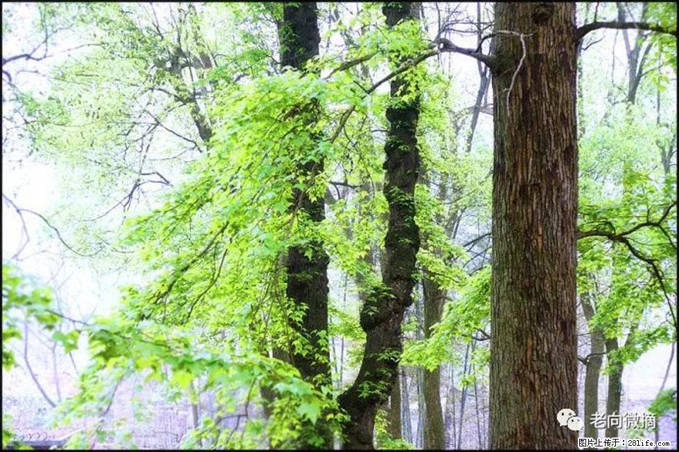 【春天，广西桂林灌阳县向您发出邀请！】在小龙村与春天约会 - 游山玩水 - 红河生活社区 - 红河28生活网 honghe.28life.net