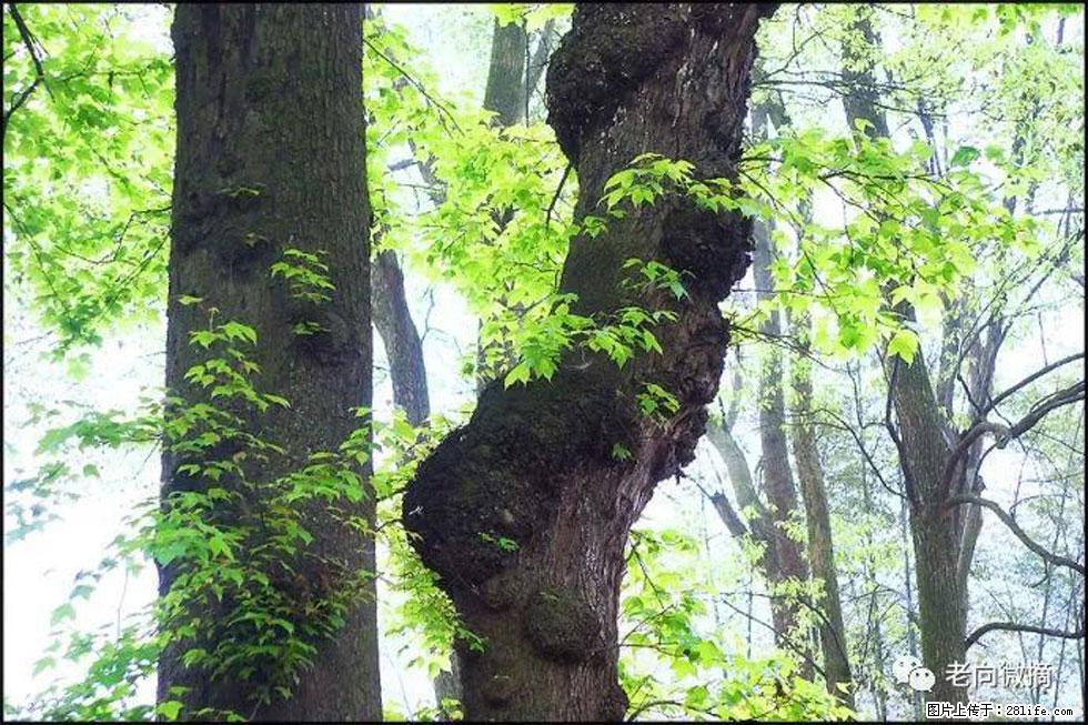 【春天，广西桂林灌阳县向您发出邀请！】在小龙村与春天约会 - 游山玩水 - 红河生活社区 - 红河28生活网 honghe.28life.net