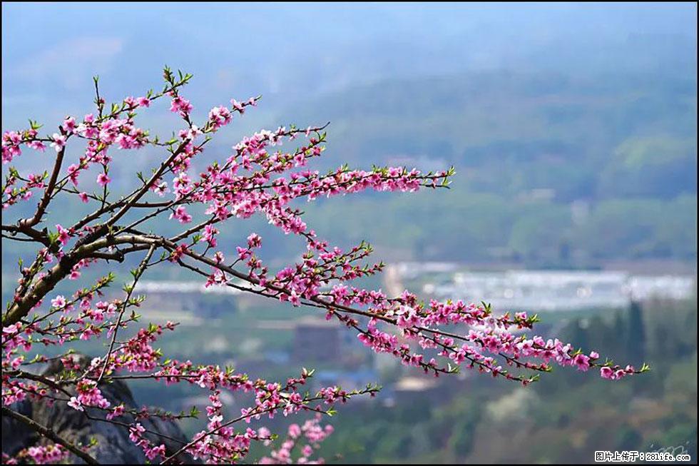【春天，广西桂林灌阳县向您发出邀请！】望月岭上桃花开 - 游山玩水 - 红河生活社区 - 红河28生活网 honghe.28life.net