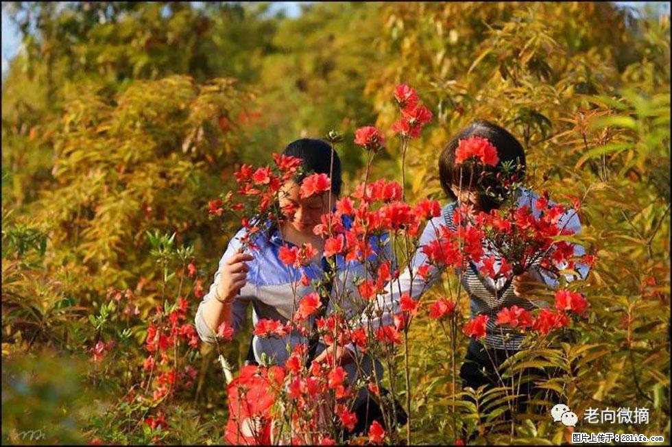 【春天，广西桂林灌阳县向您发出邀请！】登麒麟山，相约映山红 - 游山玩水 - 红河生活社区 - 红河28生活网 honghe.28life.net
