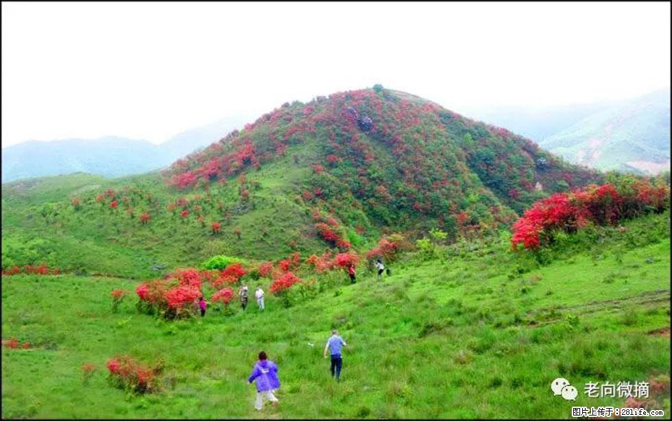 【春天，广西桂林灌阳县向您发出邀请！】宝盖山上映山红 - 游山玩水 - 红河生活社区 - 红河28生活网 honghe.28life.net