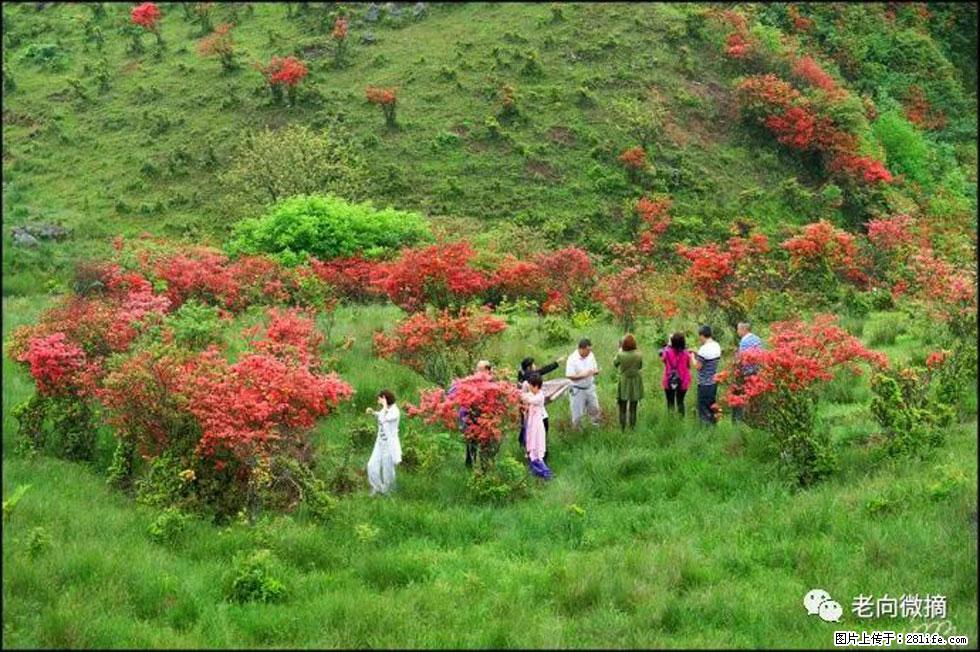 【春天，广西桂林灌阳县向您发出邀请！】宝盖山上映山红 - 游山玩水 - 红河生活社区 - 红河28生活网 honghe.28life.net