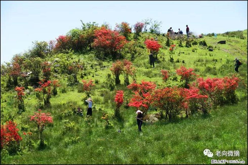【春天，广西桂林灌阳县向您发出邀请！】宝盖山上映山红 - 游山玩水 - 红河生活社区 - 红河28生活网 honghe.28life.net