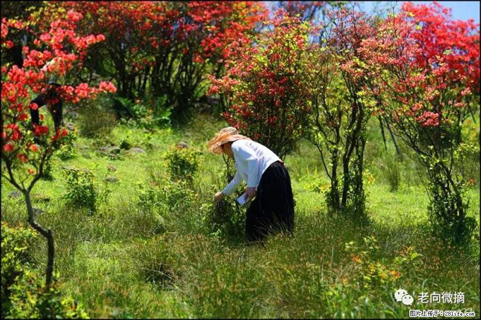【春天，广西桂林灌阳县向您发出邀请！】宝盖山上映山红 - 游山玩水 - 红河生活社区 - 红河28生活网 honghe.28life.net