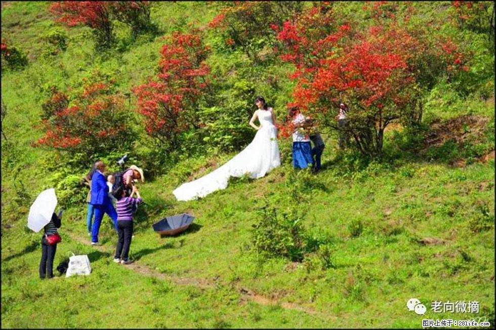 【春天，广西桂林灌阳县向您发出邀请！】宝盖山上映山红 - 游山玩水 - 红河生活社区 - 红河28生活网 honghe.28life.net