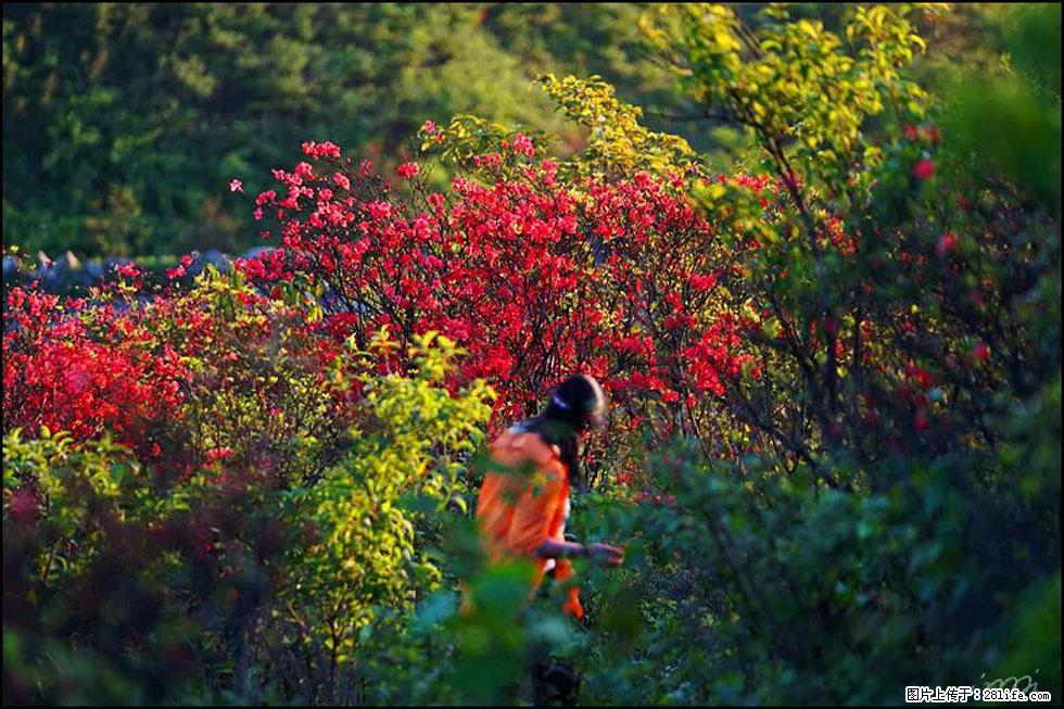 【春天，广西桂林灌阳县向您发出邀请！】春木界上映山红 - 游山玩水 - 红河生活社区 - 红河28生活网 honghe.28life.net