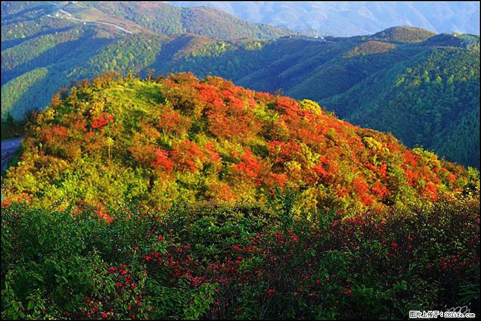 【春天，广西桂林灌阳县向您发出邀请！】春木界上映山红 - 游山玩水 - 红河生活社区 - 红河28生活网 honghe.28life.net