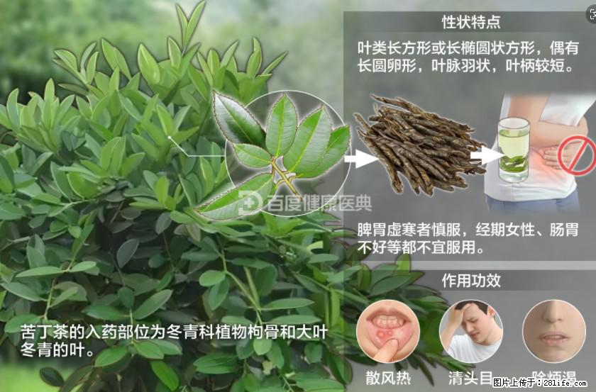 苦丁茶有哪些功效和作用 - 生活百科 - 红河生活社区 - 红河28生活网 honghe.28life.net