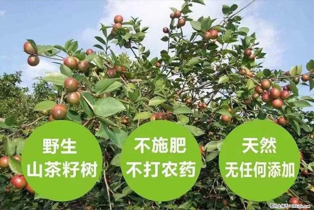 【灌阳县油茶产业示范区】一个有着充实的精神生活的人，对待身外之物自会有一种淡泊的态度 - 美食天地 - 红河生活社区 - 红河28生活网 honghe.28life.net