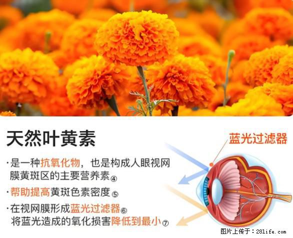 叶黄素有什么功效和作用 - 生活百科 - 红河生活社区 - 红河28生活网 honghe.28life.net