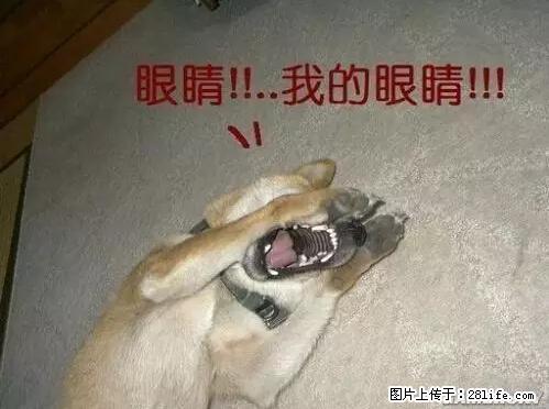 笑癫了！一女的怀孕三年未生，他终于忍不住了... - 娱乐八卦 - 红河生活社区 - 红河28生活网 honghe.28life.net