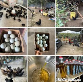 油茶园从小鸡仔开始养起的纯土鸡、土鸡蛋可以预定啦！还有前几天刚榨的纯山茶油哦 - 红河28生活网 honghe.28life.net