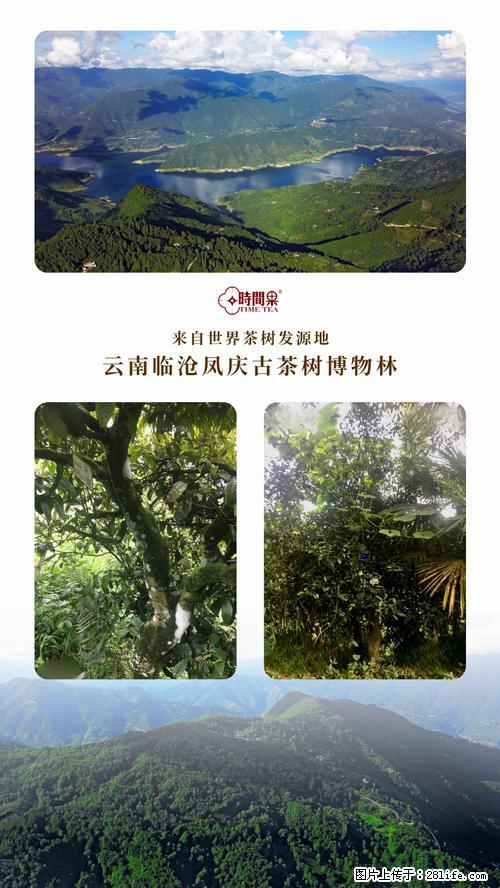 时间果百年古树2025年春红茶 - 购物交流 - 红河生活社区 - 红河28生活网 honghe.28life.net