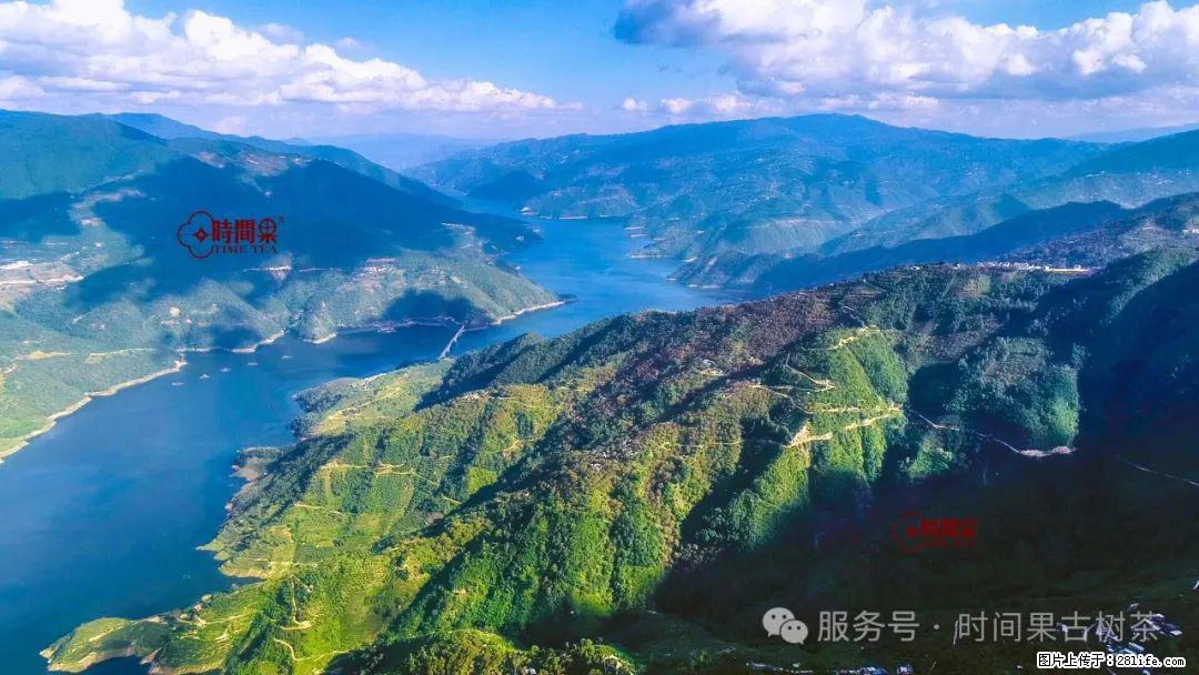 时间果百年古树龙珠普洱生茶 - 购物交流 - 红河生活社区 - 红河28生活网 honghe.28life.net
