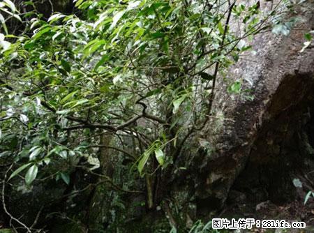 平乐石崖茶，珍贵仅次于金花茶 - 红河生活资讯 - 红河28生活网 honghe.28life.net