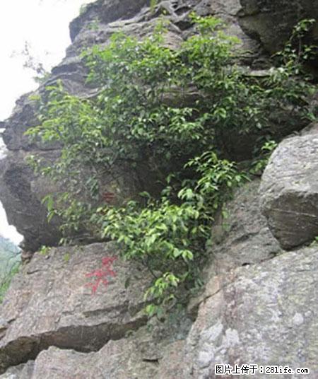 平乐石崖茶，珍贵仅次于金花茶 - 红河生活资讯 - 红河28生活网 honghe.28life.net