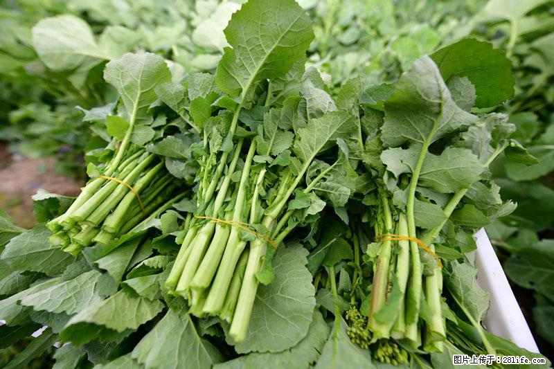 这些蔬菜是“天然钙片”，这6种被医生重点推荐 - 红河生活资讯 - 红河28生活网 honghe.28life.net
